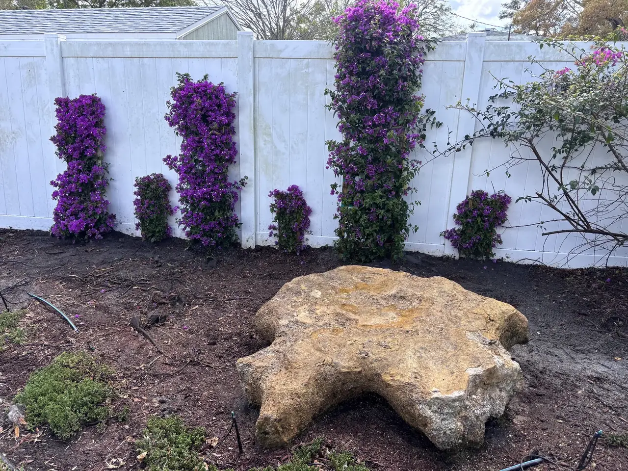 Vibrant bougainvillea and rock feature landscaping in Manatee County